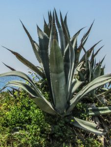 An aloe vera plant