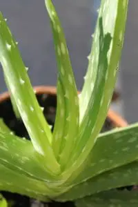 Close up of an aloe plants leaves
