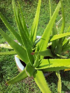 A potted aloe plant