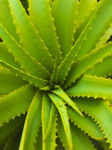 A close up of an aloe vera plant