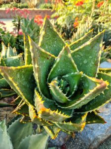 A green and yellow aloe succulent