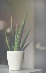A potted aloe plant