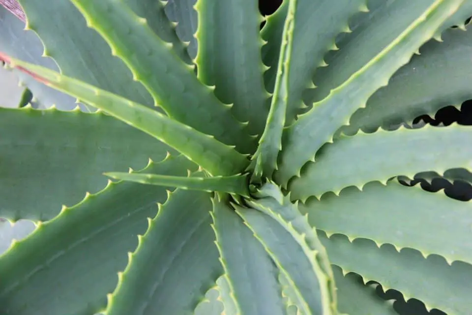 A aloe vera plant on the article Why is my Aloe Vera Plant Turning Different Colours