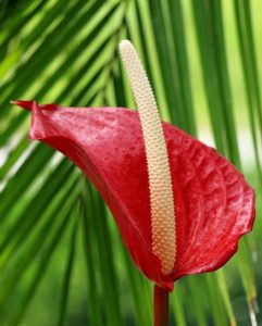 A red anthurium leaf flower