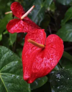 A red anthurium leaf flower