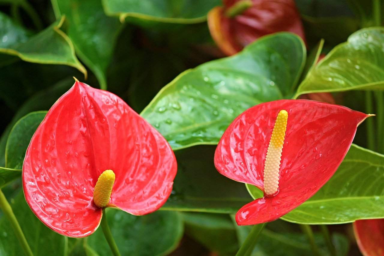 A red flower on the article How to Solve Anthurium Leaf Problems?