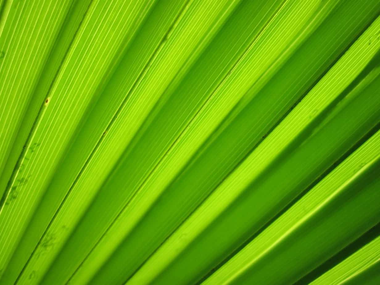 A Green stiped plant on the article 10 Great Striped Leaf Plants to Own