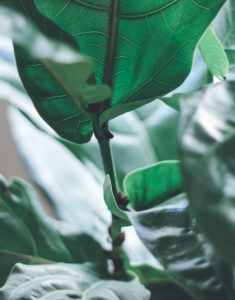 A fiddle leaf fig