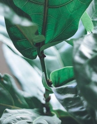 fiddle leaf fig