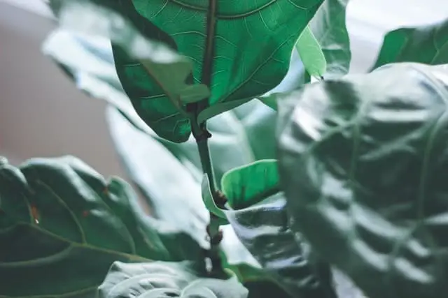 A fiddle leaf fig on the articleHow to Get Rid of Spider Mites on a Fiddle Leaf Fig