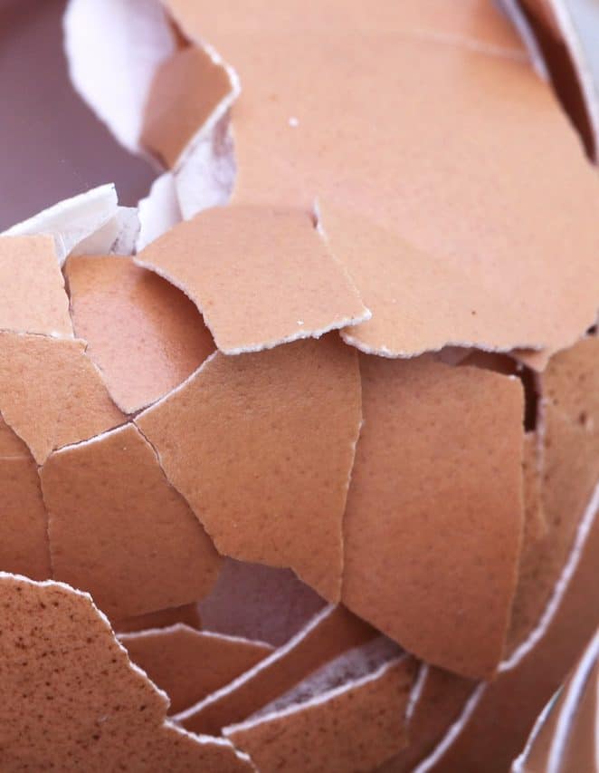 How to Use Eggshells in Your Potted Plants? A Full Guide