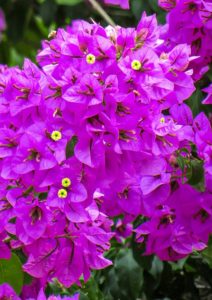 A Bougainvillea Blooming