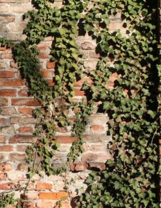 A brick wall with ivy on