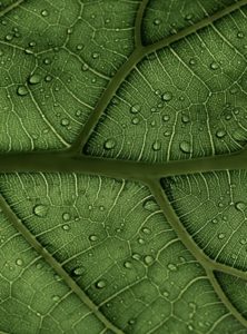 fiddle leaf fig