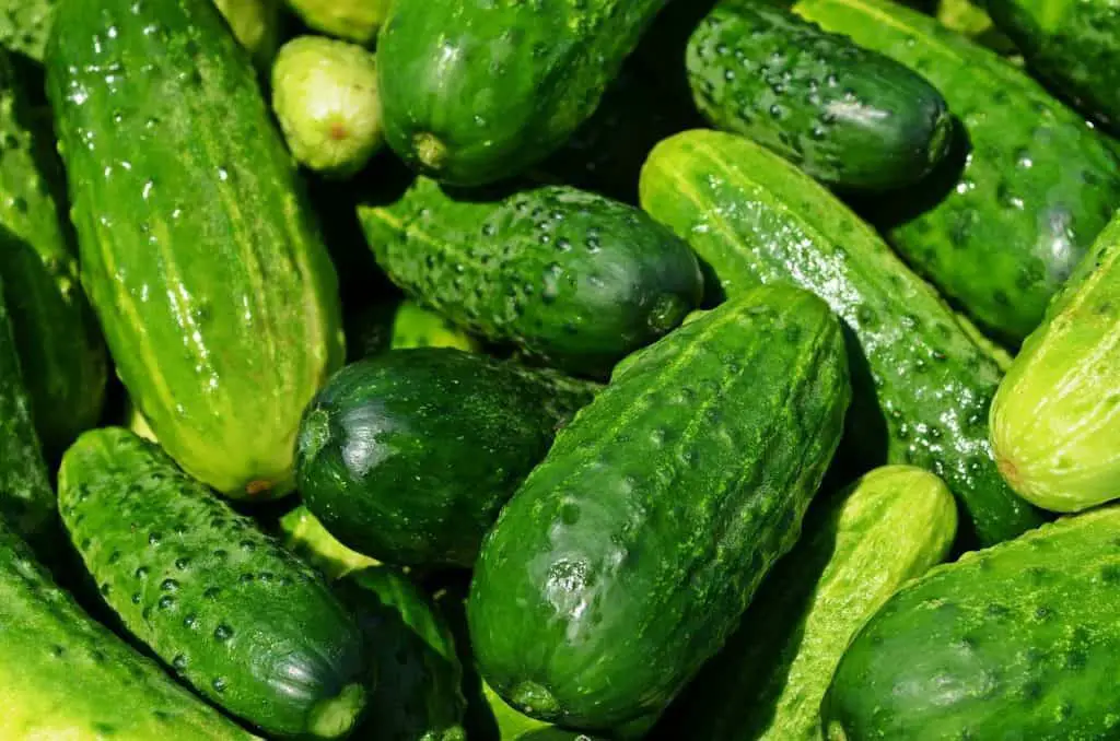 Cucumbers on the article How to Grow a Dosakaya Plant