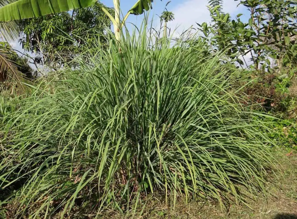 A Citronella