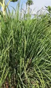 A Citronella on the article How to Care for Your Citronella Plant Over Winter
