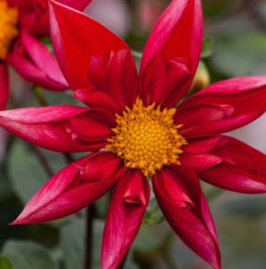 Star shape flower