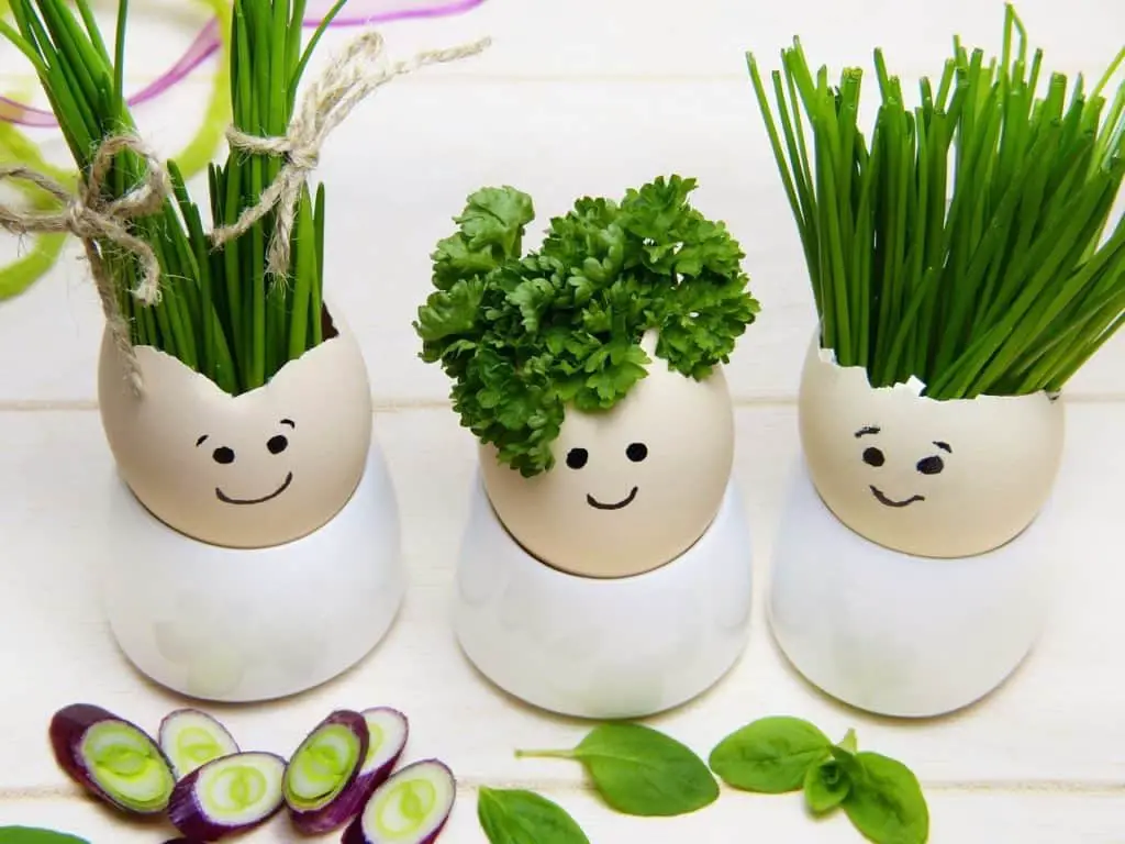 Lots of eggs on the article How to Use Eggshells in Your Potted Plants