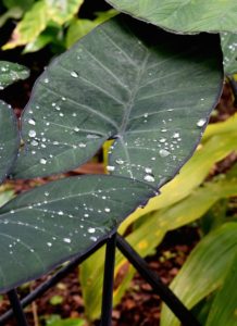 A elephant ear plant