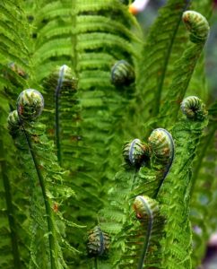 A green fern on the article Can I Grow Ferns in Water Only