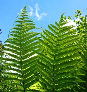 Two green ferns