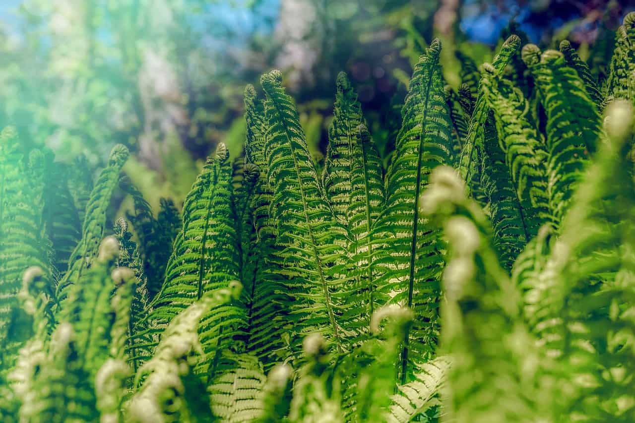 A green fern on the article Can I Grow Ferns in Water Only