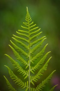 A green fern