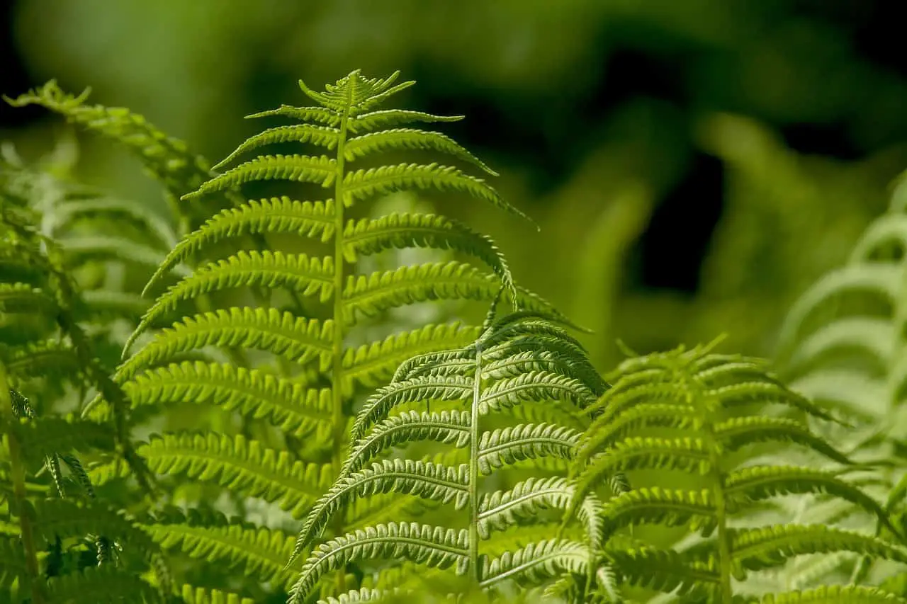 A green fern on the article How to make homemade fertilizer for ferns