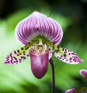 A purple and green orchid