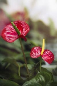 A red anthurium leaf flower