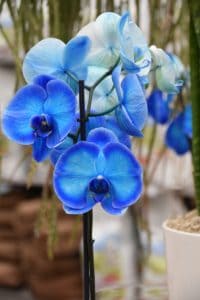 A blue orchid