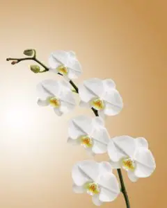 A white orchid