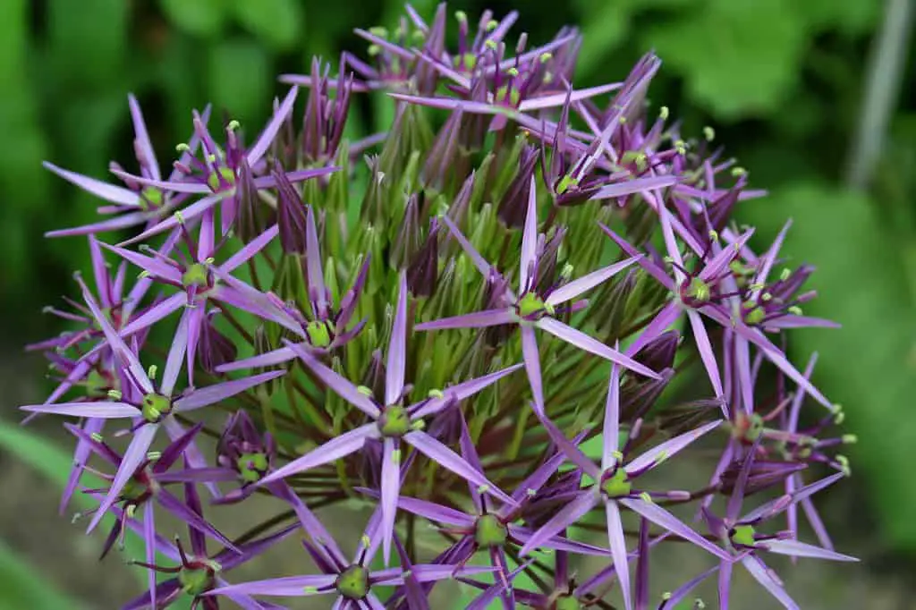 Star shaped flowers