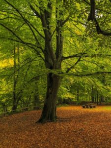 A oak tree