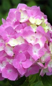 A pink hydrangea head