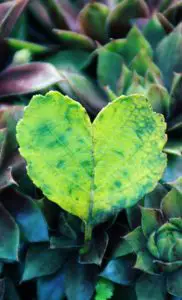 A green heart shaped leaf