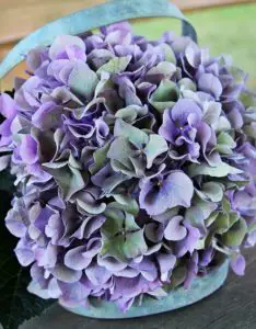 A purple and white hydrangea