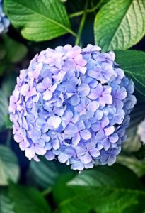 A blue and pink hydrangea head