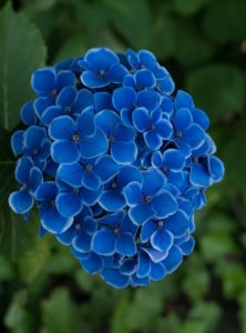 Blue hydrangea plants