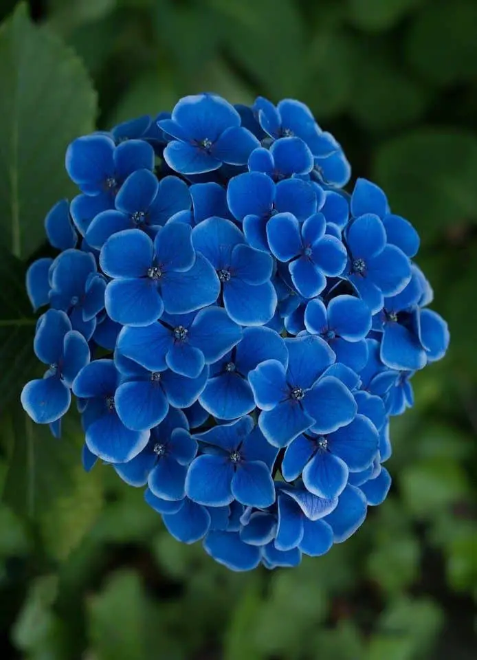 How to Make a Natural Fertilizer for Hydrangeas
