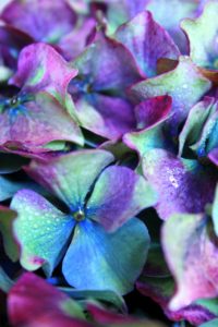 Multi colored hydrangea head