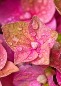 Pink hydrangea flowers