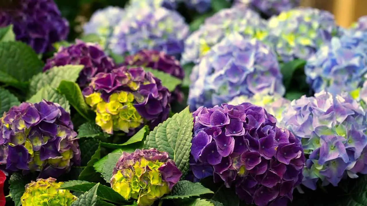 Lots of hydrangea heads on the article How to use Baking Soda to Grow Hydrangeas