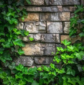 A brick wall with green plants