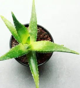 A aloe plant in a green pot on the article What Happens to an Overwatered Aloe Vera Plant?