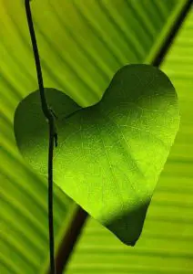 A green heart shaped leaf