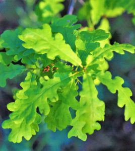 Oak tree leaves