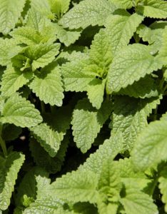 A citronella plant