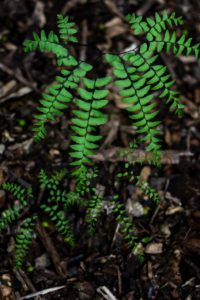 A fern on the article Best Plants to Have in an Office with no Windows